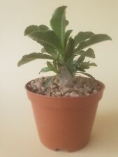 Pachypodium saundersi - H 9,5 cm - vaso/pot 10cm 🌵🌵, used for sale  Shipping to South Africa