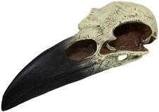 Komodo raven skull d'occasion  Expédié en Belgium