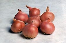 Vegetable shallot matador for sale  WREXHAM