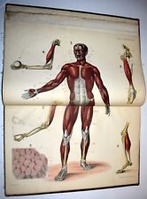 Atlante anatomia fig. usato  Arezzo