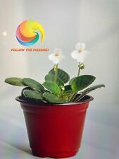African violet white for sale  South Bound Brook
