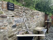 Large beech bonsai for sale  BISHOP AUCKLAND
