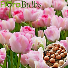 Tulip bulbs angelique for sale  WISBECH