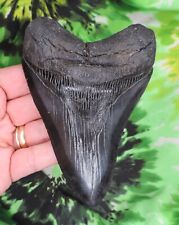 Used, Megalodon Sharks Tooth 5" inch NICE NO RESTORATIONS fossil sharks teeth tooth for sale  Shipping to South Africa