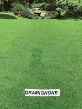 Gramignone paspalum notatum usato  Roncofreddo