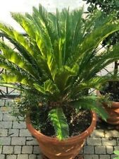 Cycas vaso terracotta usato  Pontedera