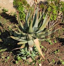 Aloe caesia pianta usato  Italia