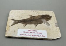 Knightia eocaena fossil for sale  Chandler