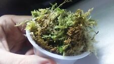 musgo sphagnum segunda mano musgo sphagnum segunda mano Córdoba