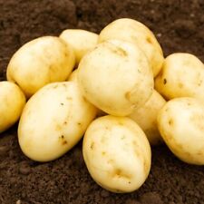 Seed potatoes ulster for sale  DENNY