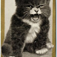 C1910s adorable kitten for sale  Evansdale