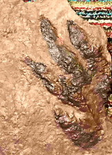 Brachychirotherium footprint t for sale  Brooklyn