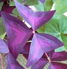 Oxalis triangularis purpurea for sale  CAMBORNE