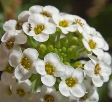 Samen blüten rispen gebraucht kaufen  Calw