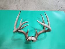 H54 whitetail deer for sale  Hinton