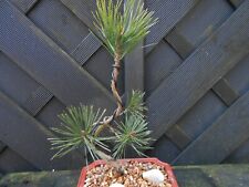 Bonsai scots pine for sale  CANNOCK