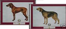 Stampe cani segugio usato  Italia