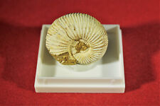 Ammonit madagaskar kleinstufen gebraucht kaufen  Lorsch