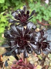 Aeonium arboreum schwarzkopf gebraucht kaufen  Sontra