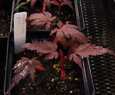 Acer palmatum bloodgood for sale  Rochester