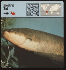 Electric eel safari for sale  Waupun