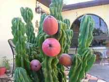 Cactus cereus peruvians usato  Supersano
