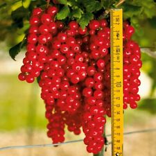 Used, Giant- RED -CURRANT ----- -ROVADA-5 fresh cuttings for sale  Shipping to South Africa