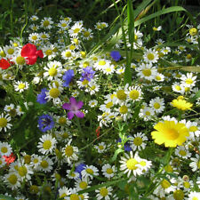 Wild flower seed for sale  UK