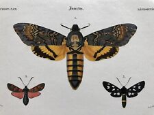 SILENCE OF THE LAMBS FANS! DEATHs HEAD MOTH original 1837 engraving dOrbigny for sale  Shipping to South Africa