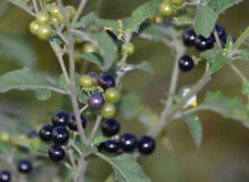 Semillas medicinales Hierba Mora Solanum Nigrum 300 solanum Americanim Nightshade segunda mano  Embacar hacia Argentina