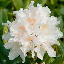 Rhododendron xxl deluxe for sale  NORTHWICH
