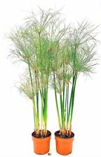 Cyperus papirus papiro for sale  Shipping to Ireland