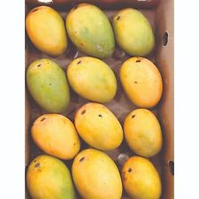 Fresh mango fresh for sale  HARROW