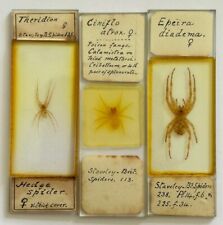 microscope slide insect for sale  LANCING