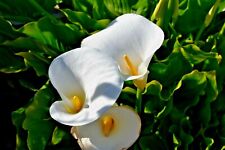 Arum lily zantedeschia for sale  RAMSGATE