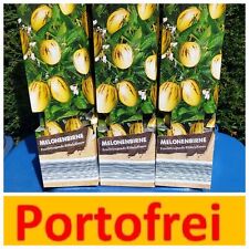 Solanum pepino gold gebraucht kaufen  Groß-Zimmern