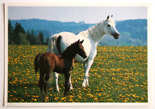 Pferde postkarte artcolor gebraucht kaufen  Langen