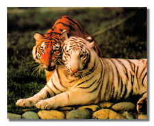 Foto de parede par de tigres brancos e laranja de perto impressão artística 8x10 comprar usado  Enviando para Brazil