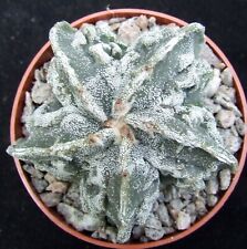 Astrophytum myriostigma fukury for sale  EASTBOURNE