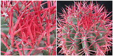 10 semi di Ferocactus acanthodes ,piante grasse,seed cactus  usato  Nizza Di Sicilia