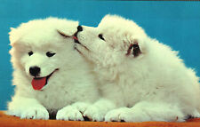 Postcard two puppies for sale  Henderson