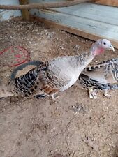 Sweetgrass turkey hatching for sale  Delano