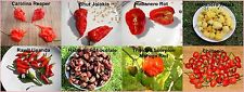 Varieties chili seeds for sale  Shipping to Ireland
