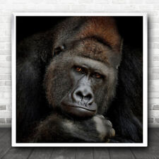 Gorilla silverback portrait for sale  UK