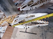 Maravilhoso crânio Mosasaur - Crânio de dinossauro comprar usado  Enviando para Brazil