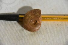 Ammonite opelia cf. for sale  Shipping to Ireland
