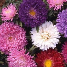 Dwarf aster mixed for sale  BELLSHILL