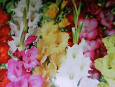 Blumenzwiebeln gladiolen misch gebraucht kaufen  Werl