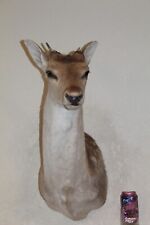 Sika fallow deer for sale  Brandon