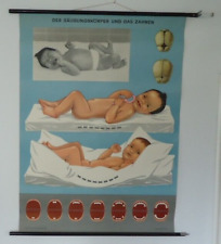 Schulwandkarte säuglingskörp gebraucht kaufen  Oldenburg